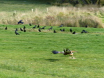 FZ023289 Red kite (Milvus milvus) feeding!.jpg